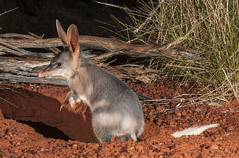 Macrotis (Bilby), Martu waterhole expedition, Cool green science, Australia HD wallpaper