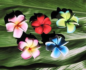 Colorful Plumeria, blue, plumeria, colorful, pink, green, red, nature, flowers HD wallpaper