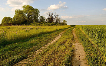 Nature, Trees, Summer, Road, Field, Path, Trail HD wallpaper