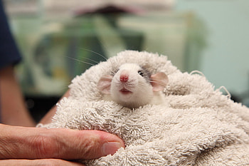 wake up my cute friend, mice, white, funny, animals HD wallpaper