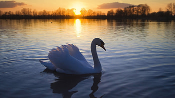 swan, animal, graphy, nature, sun, sunset, pond HD wallpaper