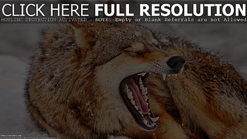 Angry Wolf | Charlie HD wallpaper