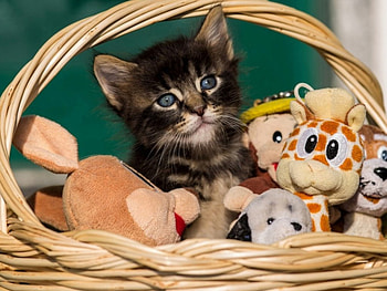 Cute cat, cat, toys, animals, casket HD wallpaper