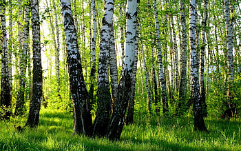 Birch Tree, Forest, Nature HD wallpaper