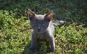 *** Kitten ***, animal, kitten, animals, cats, cat HD wallpaper