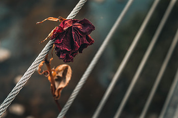 Flowers, Rose Flower, Rose, Petals, Bud, Dry HD wallpaper