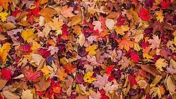 Colorful Foliage Autumn Dry Leaves graphy graphy HD wallpaper