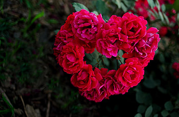 Flowers, Roses, Blur, Smooth, Greens, Heart HD wallpaper