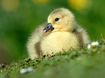 Duckling, close-up, cute HD wallpaper