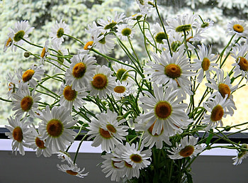 Flowers, Summer, Camomile, Bouquet, Window HD wallpaper