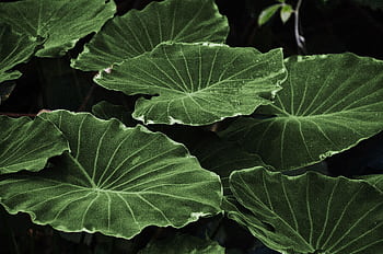 Vibrant green taro leaves in a close-up outdoor capture, showcasing nature's intricate beauty. HD wallpaper