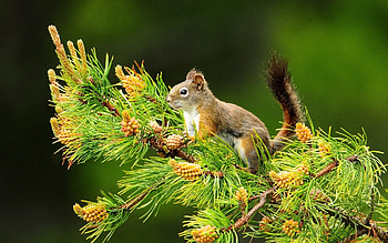 Cute butterfly nice wide | Squirrel cute animals | Rocks HD wallpaper