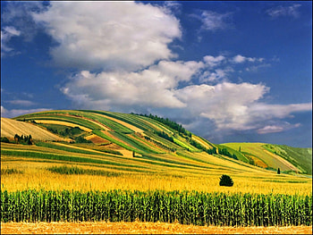 Landscape, Fields, Sky HD wallpaper