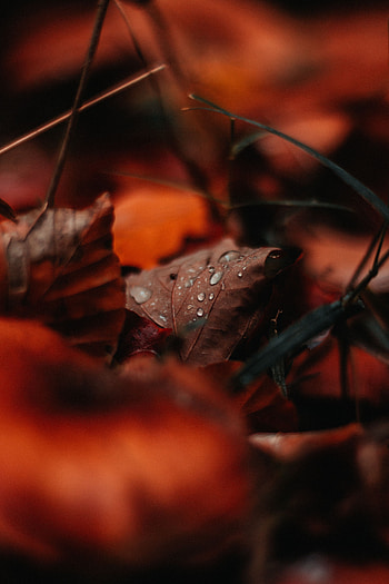 Autumn, Drops, Macro, Sheet, Leaf, Moisture HD phone wallpaper