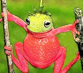 Strawberry Or Frog, strawberry, frog HD wallpaper