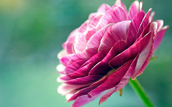 Flower, Macro, Petals, Bud, Stem, Stalk HD wallpaper