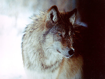 Snow on my Nose, other, dogs, wolf, animals HD wallpaper