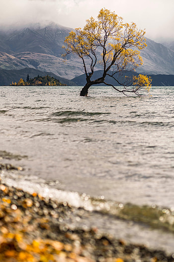 Nature, Mountains, Clouds, Lake, Wood, Tree, Fog HD phone wallpaper