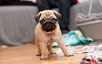 Animals, Dog, Muzzle, Puppy, To Stand, Stand, Waiting, Expectation HD wallpaper