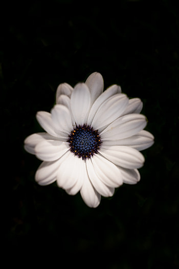 Daisy flower, white, portrait HD phone wallpaper