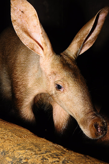 Aardvark, , Orycteropus afer, Unique HD phone wallpaper