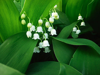 Lily of the Valley, , Nature beauty, Flower HD wallpaper