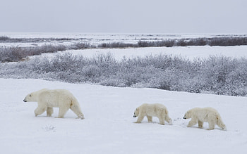 Animals, Snow, Bears, Stroll, Family, Polar Bears HD wallpaper