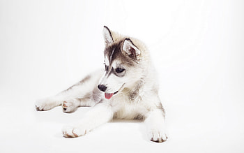 Siberian Husky, Sweet puppy faces, Fluffy fur, Arctic breed HD wallpaper