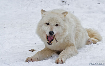 arctic wolf, white, timber, saying, black, wolves, , wolf, canislupus, howling, wolf art, wisdom HD wallpaper