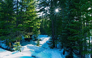 First Snow, trees, forests, nature, snow HD wallpaper