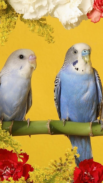 Love Birds, Flowers Background HD phone wallpaper