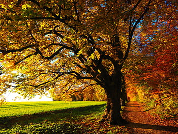 Idyllic forest trail in autumn with colorful leaves and bright sunlight for a serene nature walk. HD wallpaper