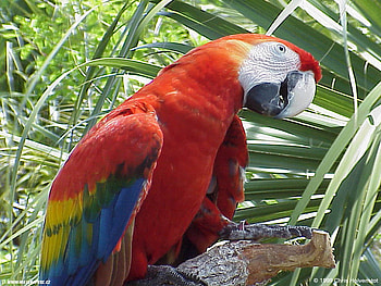 hello, color, bird, animals, leaf, parrot HD wallpaper