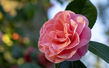 Camellia, plant, pink, flower HD wallpaper