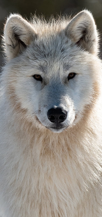 Animal, wolf HD phone wallpaper