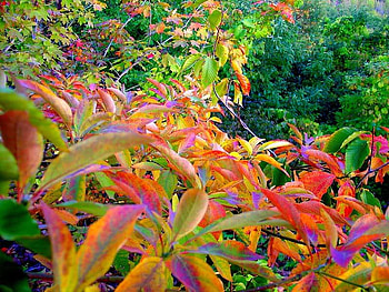 Warren Dunes, trees, bushes, colors, green HD wallpaper