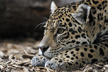 Animals, Jaguar, Muzzle, Predator, Big Cat HD wallpaper