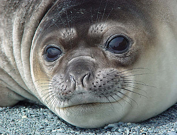 Baby Elephant Seal, moustache, seal, grey, eyes, nose HD wallpaper