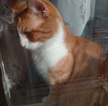 Sweet cat, Ginger, Glass, Cats, Cute HD wallpaper