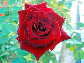 red rose, rose, tismana monastery, romania, love, red, nature, flowers HD wallpaper