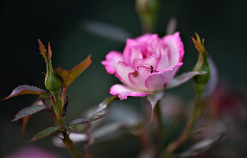 Pink rose, Buds, Flower, Rose, Garden HD wallpaper