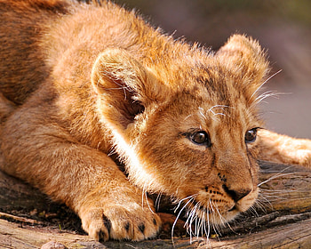 Animals, Young, To Lie Down, Lie, Muzzle, Lion, Fear, Joey, Lion Cub, Misgiving HD wallpaper