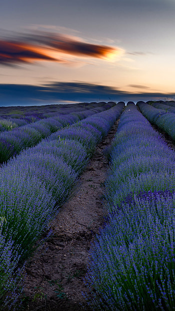 nature, field, lavender HD phone wallpaper