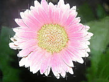 glass flower, pink, nature, daisy, flower HD wallpaper