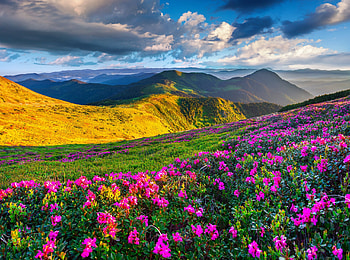 Tatra Mountains, Slovenia, landscapes, clouds, sky, flowers, spring HD wallpaper