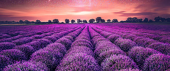 Lavender farm , resolution, Sunset sky, Natural scenery HD wallpaper