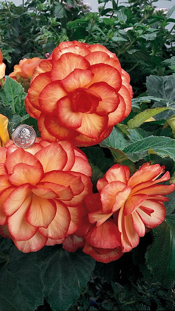 Begonia, Orange, Flower HD phone wallpaper