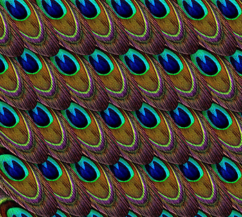 Feather, Patterns, Texture, Textures, Peacock HD wallpaper