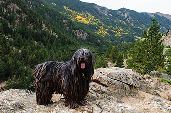 Bergamasco, Overview, Bergamasco sheepdog, America HD wallpaper