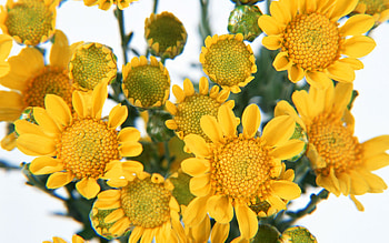 Yellow flower bouquet, still life, bouquet, pretty, yellow, flower, nature HD wallpaper